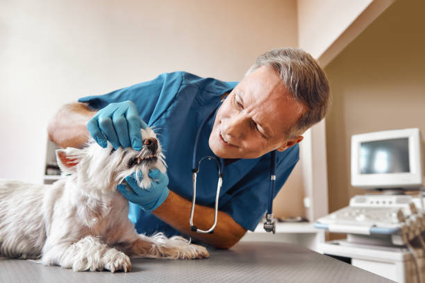 Best Emergency Gum Treatment in Yuc Valley, CA